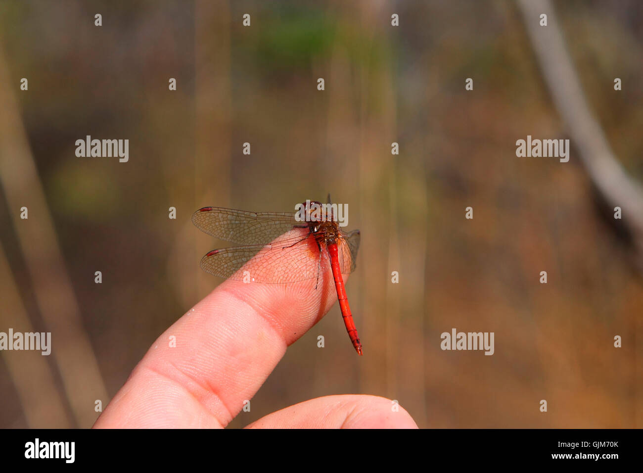 Ruby Meadowhawk maschio a forma di libellula Foto Stock
