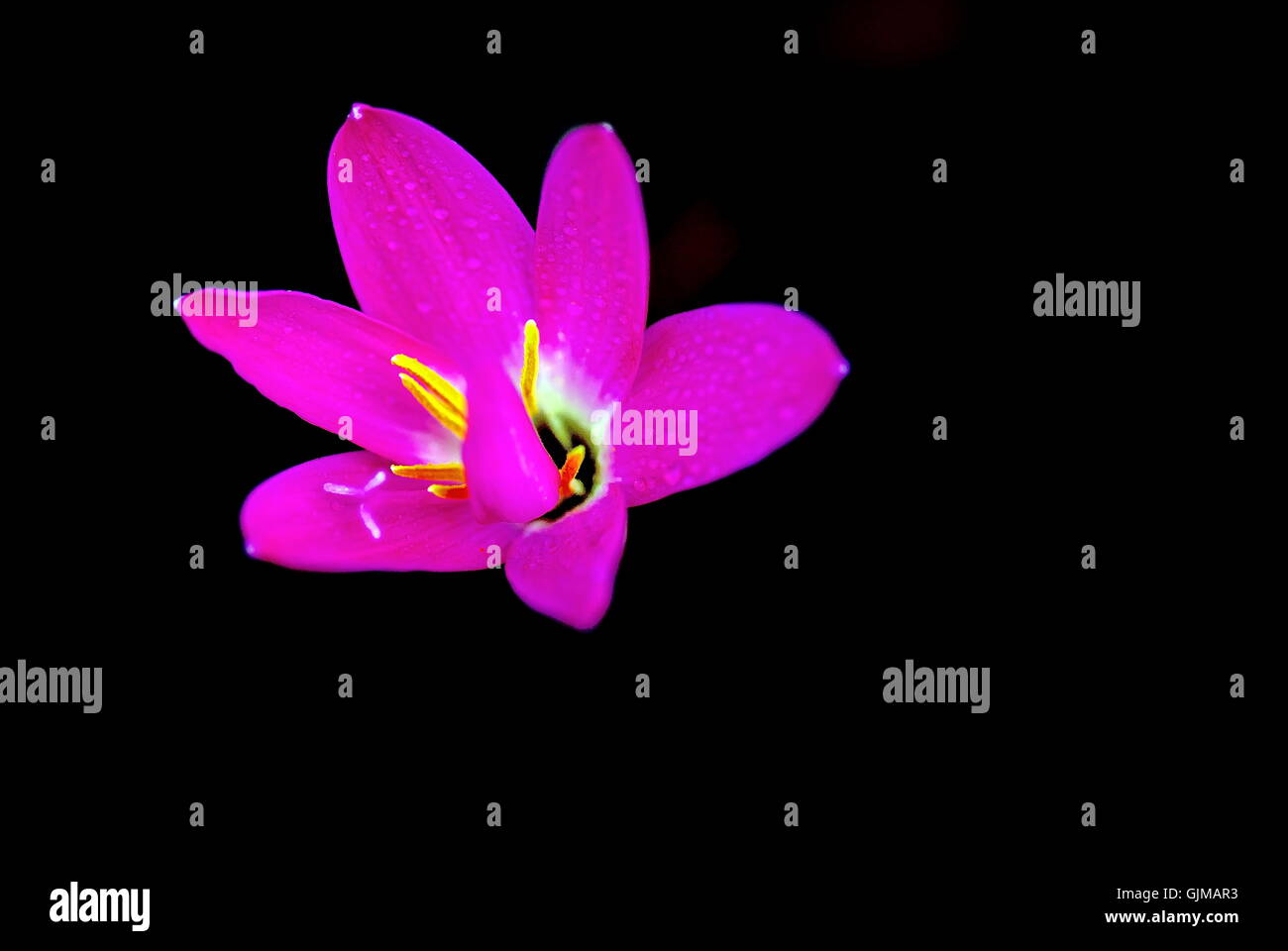 Il Porro-orchidea sagomato Foto Stock