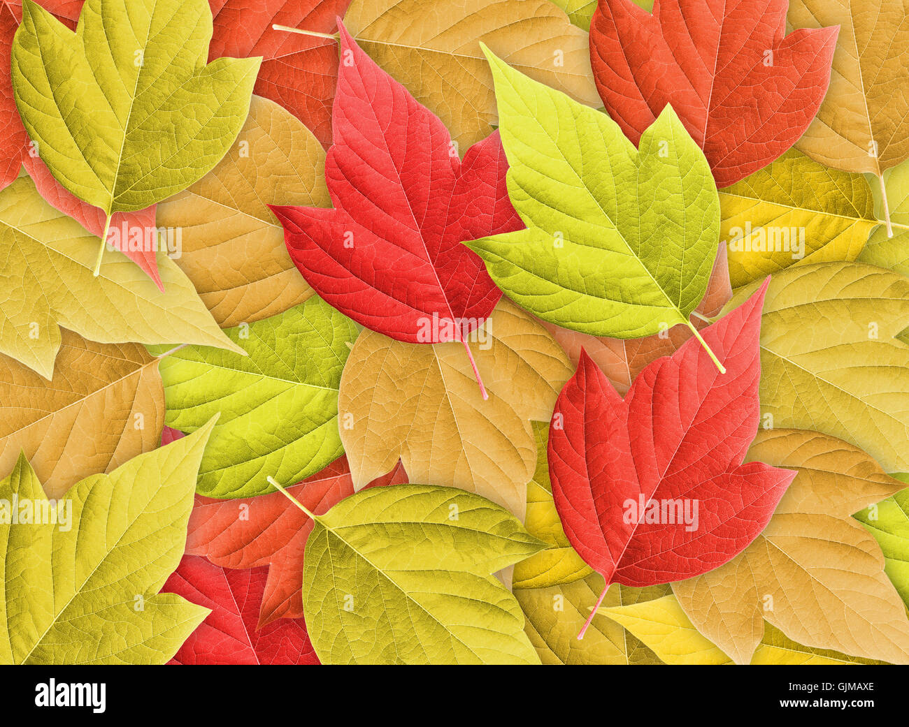 Abstract sfondo con gruppo di foglie di autunno Foto Stock