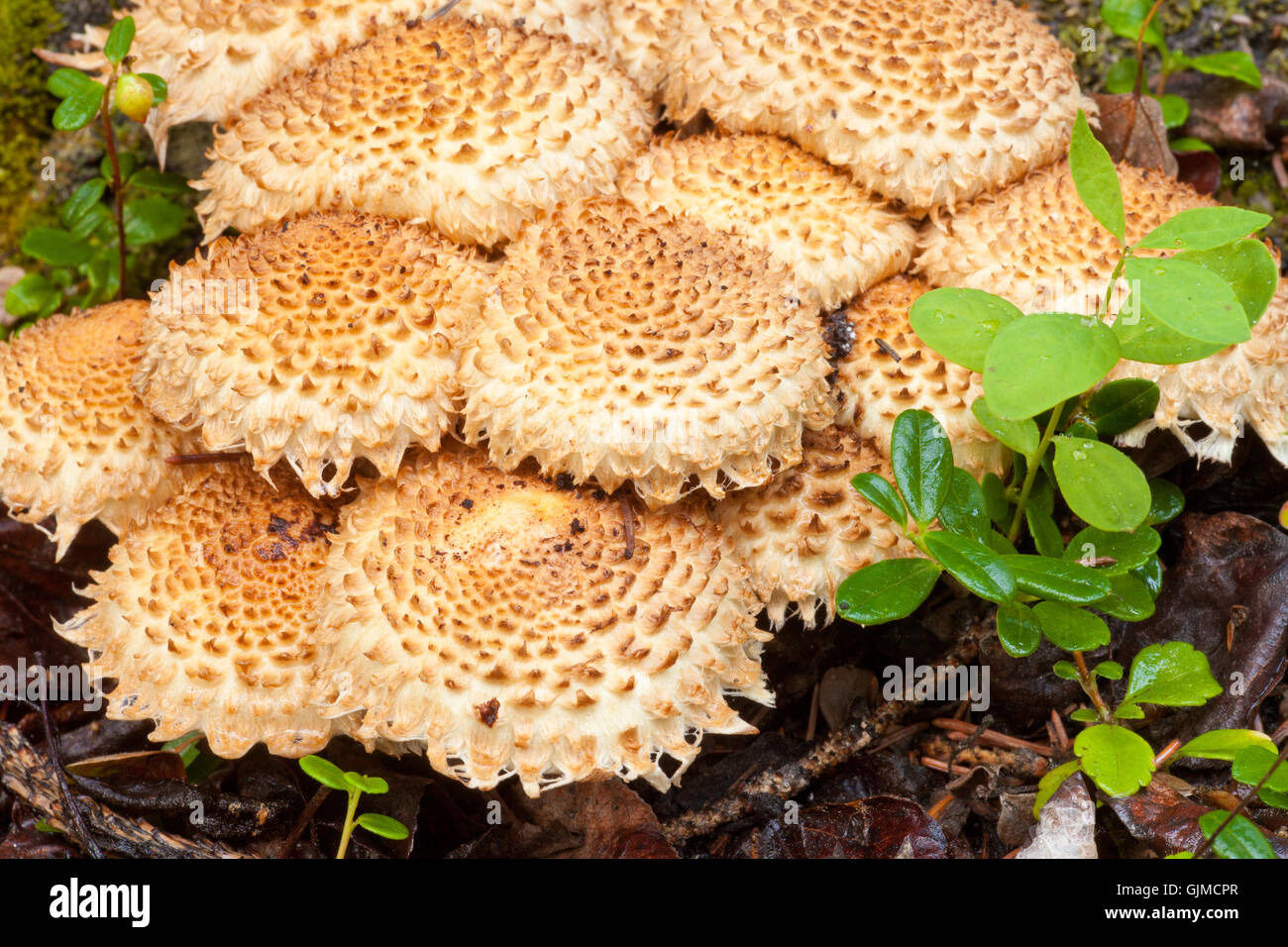 Cluster di Shaggycap o Pholiota squamosa di funghi Foto Stock