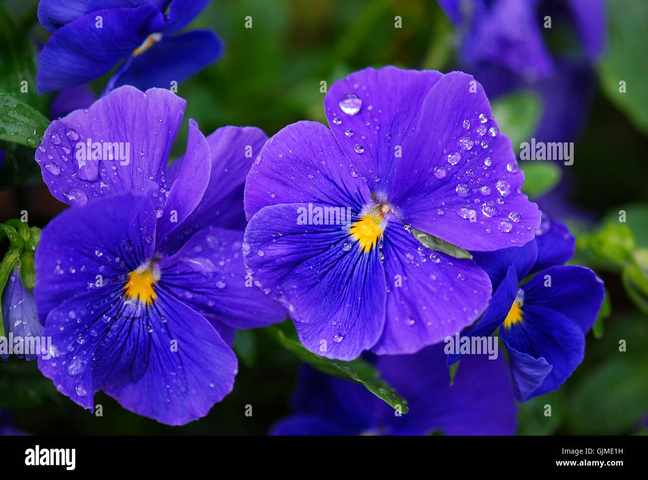Fiore fiori impianto Foto Stock