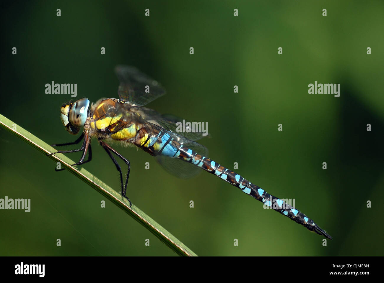 Blu a forma di libellula insetto Foto Stock
