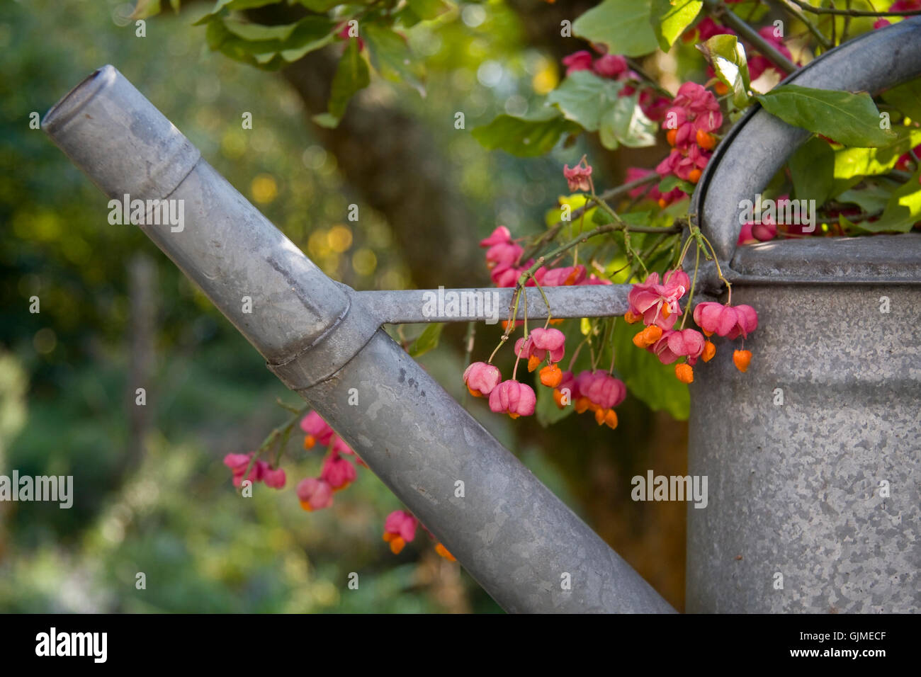 Decorazione di struzzo di frutti di bosco Foto Stock