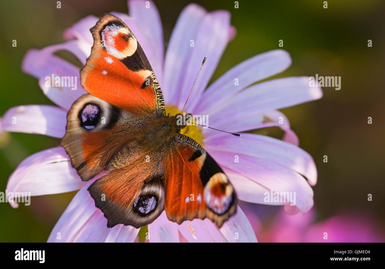 Farfalla insetto moth Foto Stock
