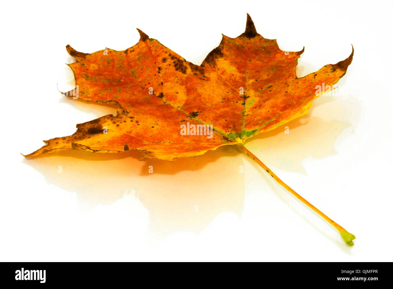 foglio di autunno Foto Stock