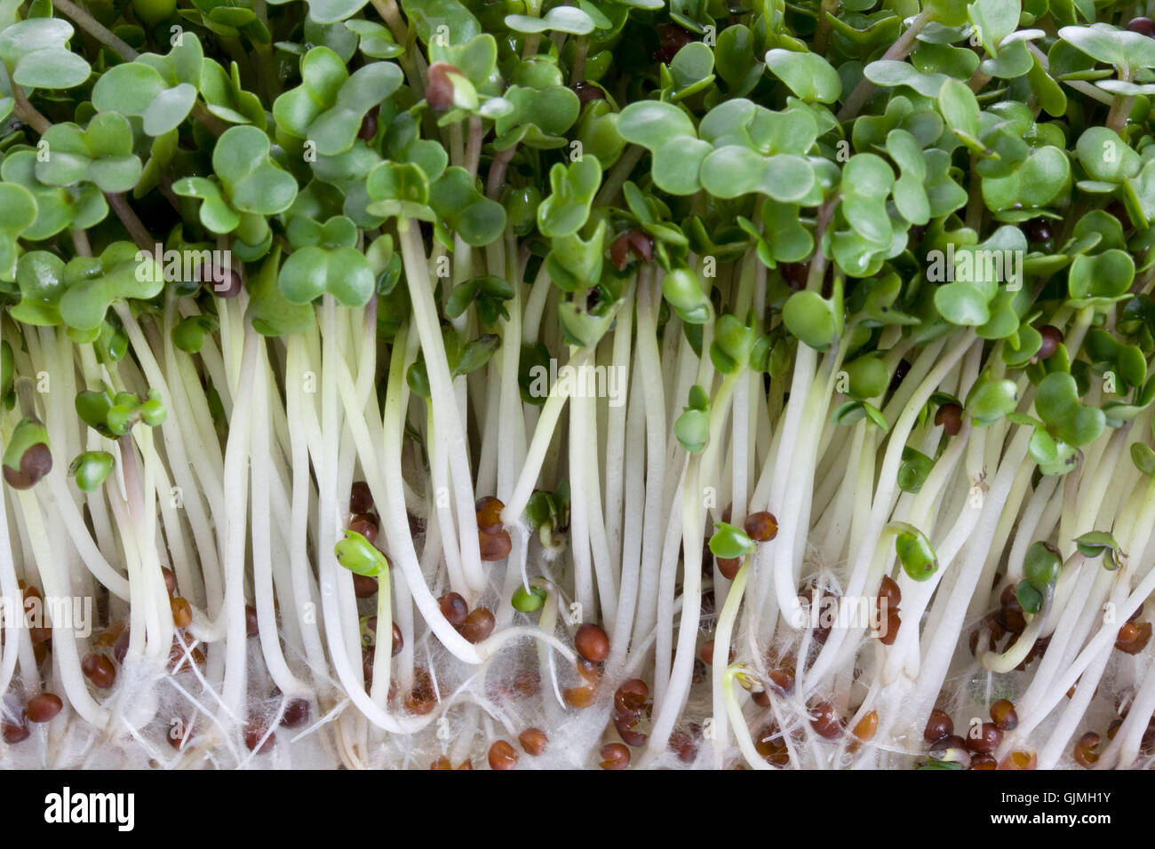Foglie di broccoli di sementi Foto Stock