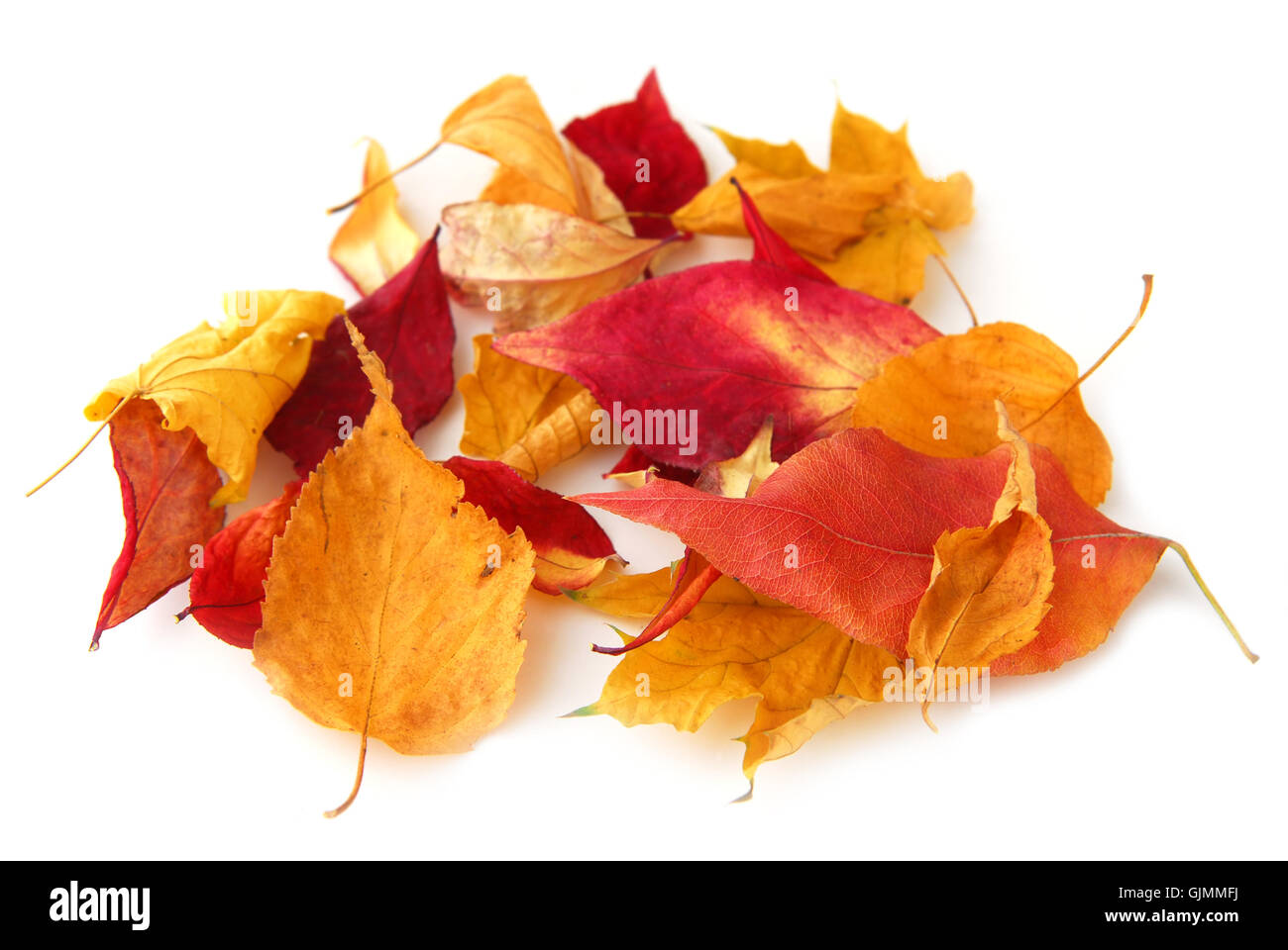 Stagione di foglie di colore arancione Foto Stock