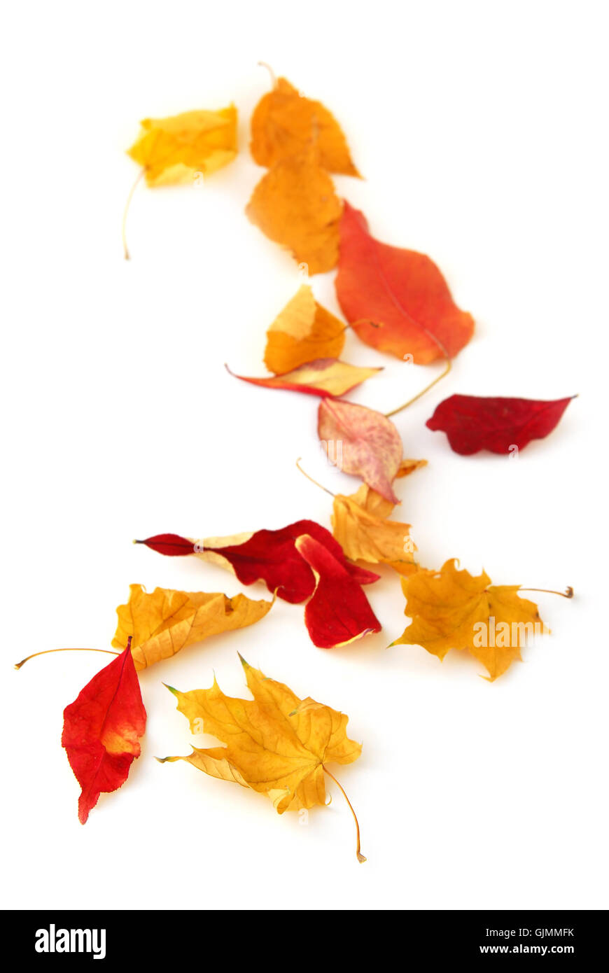 Stagione di foglie di colore arancione Foto Stock