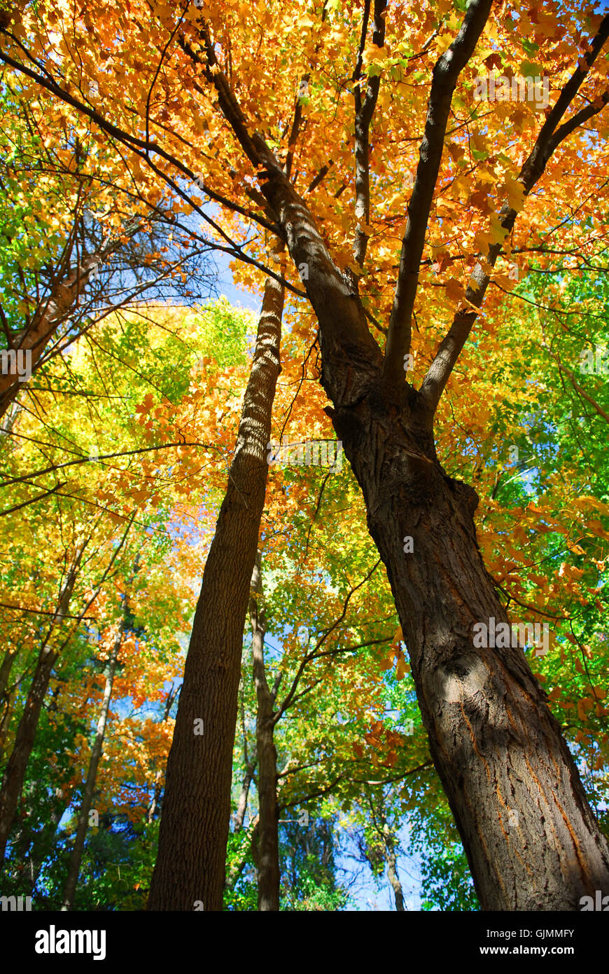 Albero di foglie degli alberi Foto Stock