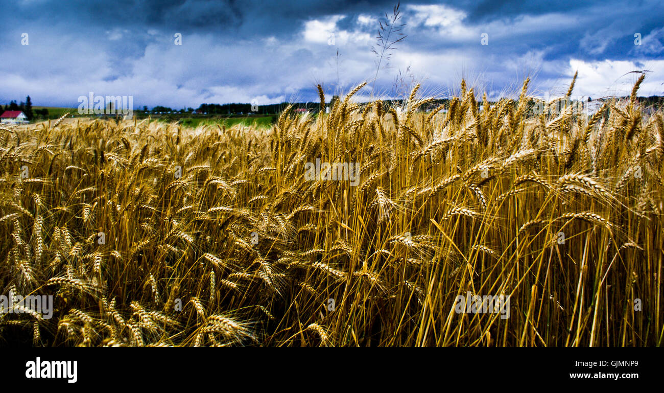 Blu di agricoltura ecologica Foto Stock