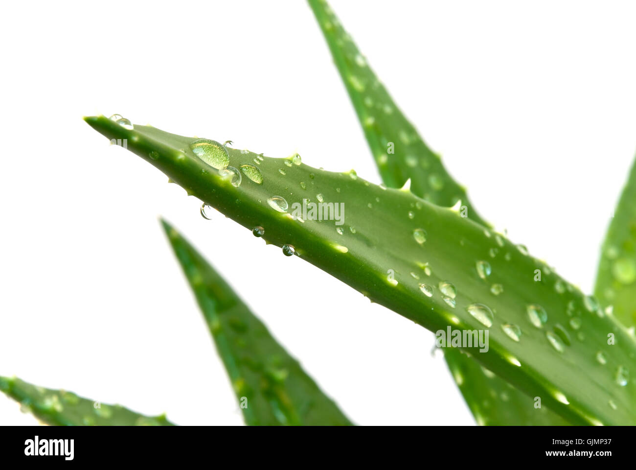 Aloe vera -freigestellt con gocce Foto Stock