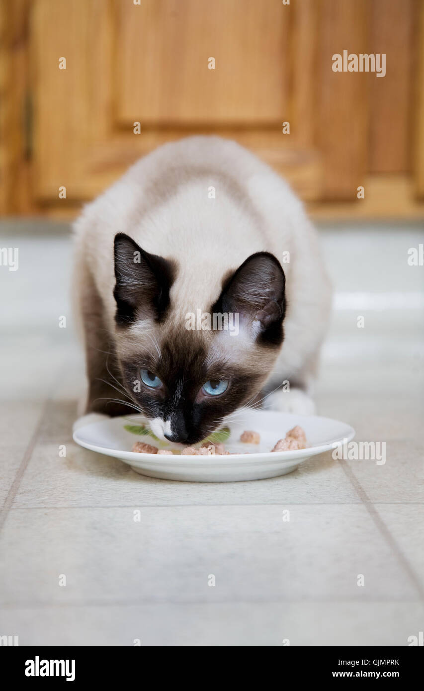 Il pet cat baby gattino Foto Stock