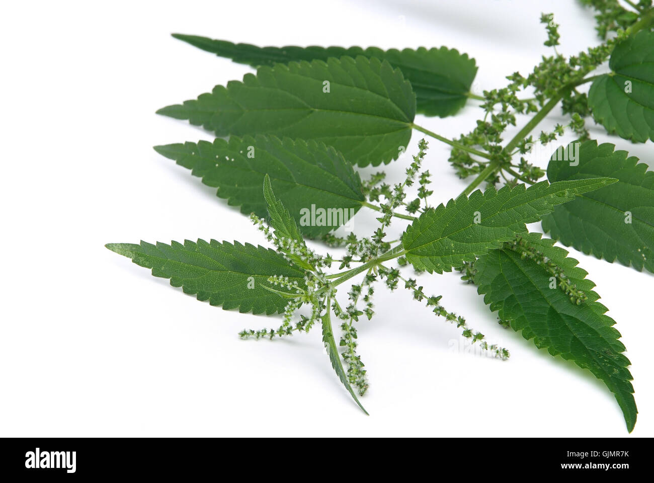 Ramo di foglie di ortica Foto stock - Alamy