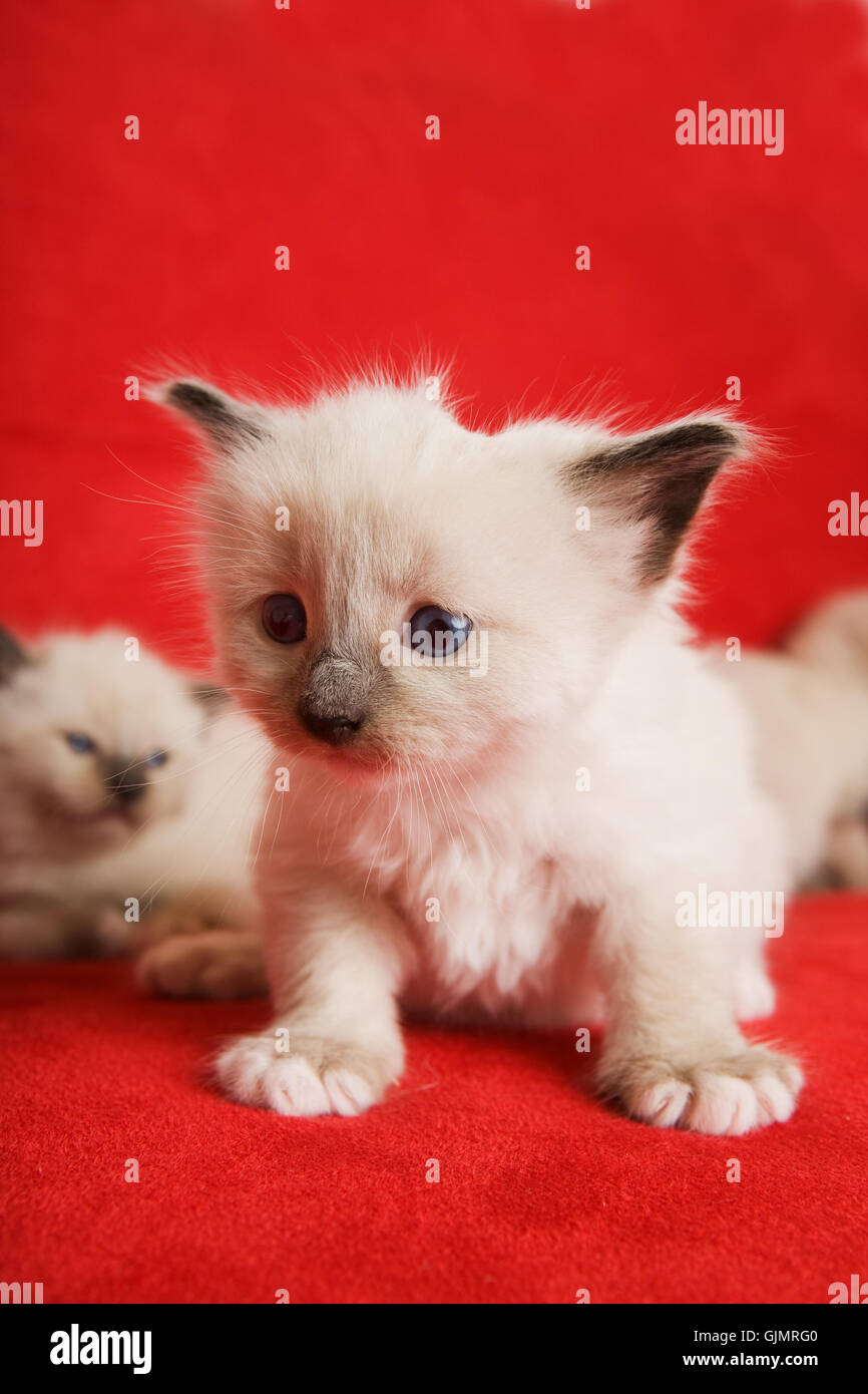 Il pet cat baby gattino Foto Stock