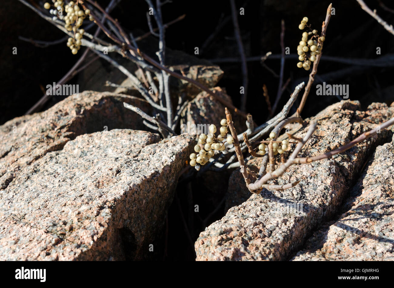 Eastern Poison Ivy nella sua sfrondato stato inverno, mostrando bacche bianche. Isola di Mount Desert, Maine. Foto Stock