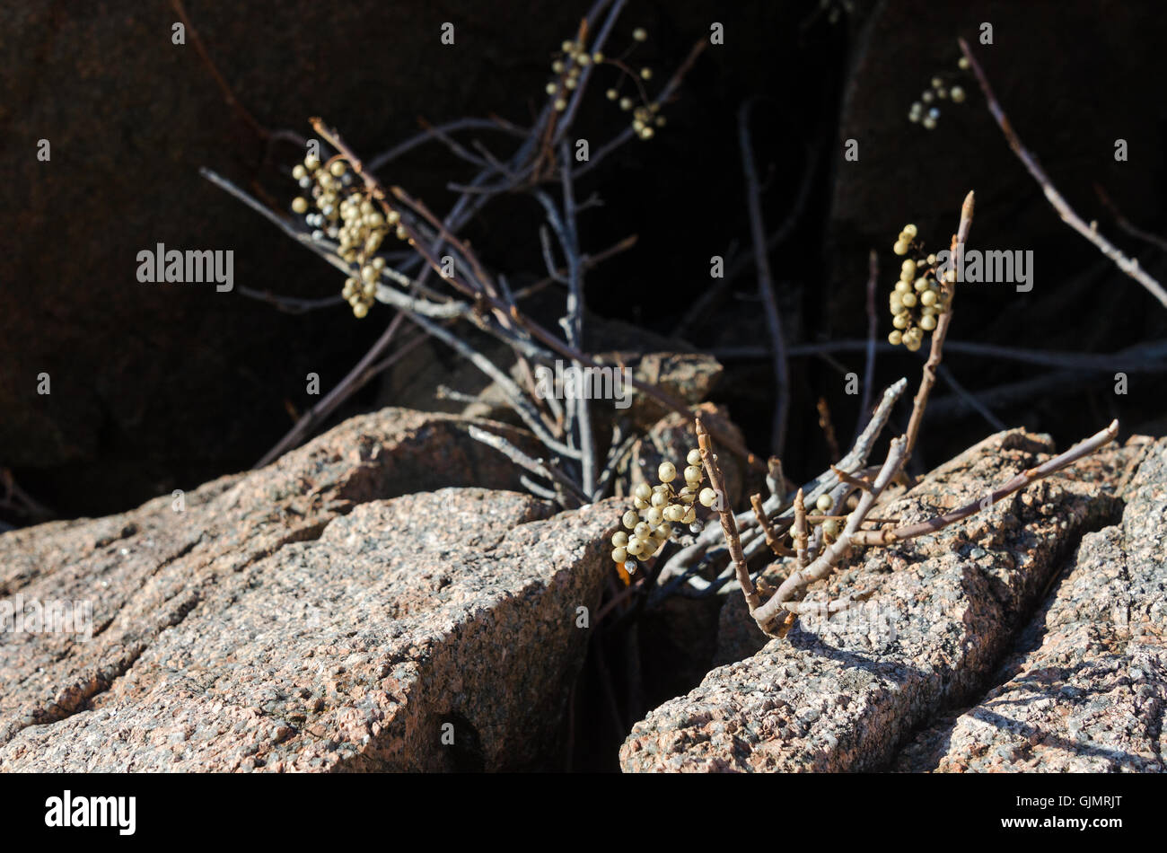 Eastern Poison Ivy nella sua sfrondato stato inverno, mostrando bacche bianche. Isola di Mount Desert, Maine. Foto Stock