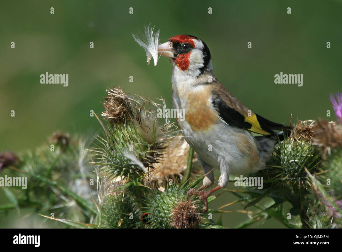 Cardellino su thistle Foto Stock