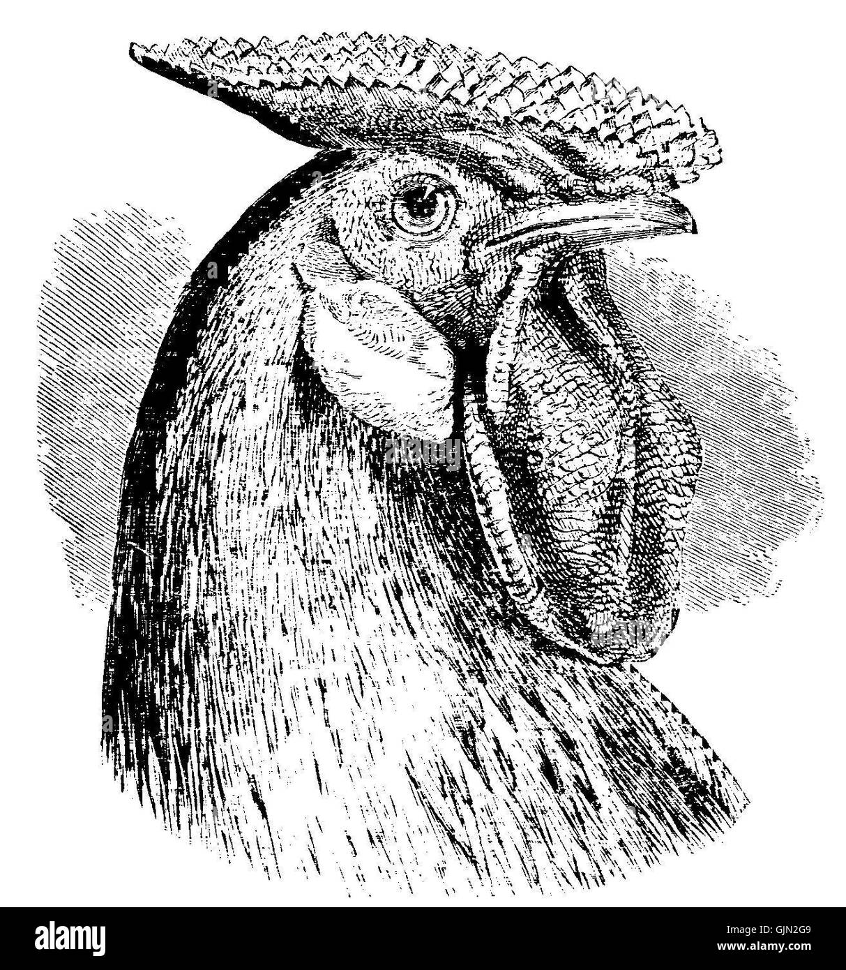 "Darwin Domestic 131" è un riferimento a un documento o caso specifico all'interno della serie domestica di Darwin, che richiede un contesto aggiuntivo per una descrizione dettagliata. Foto Stock