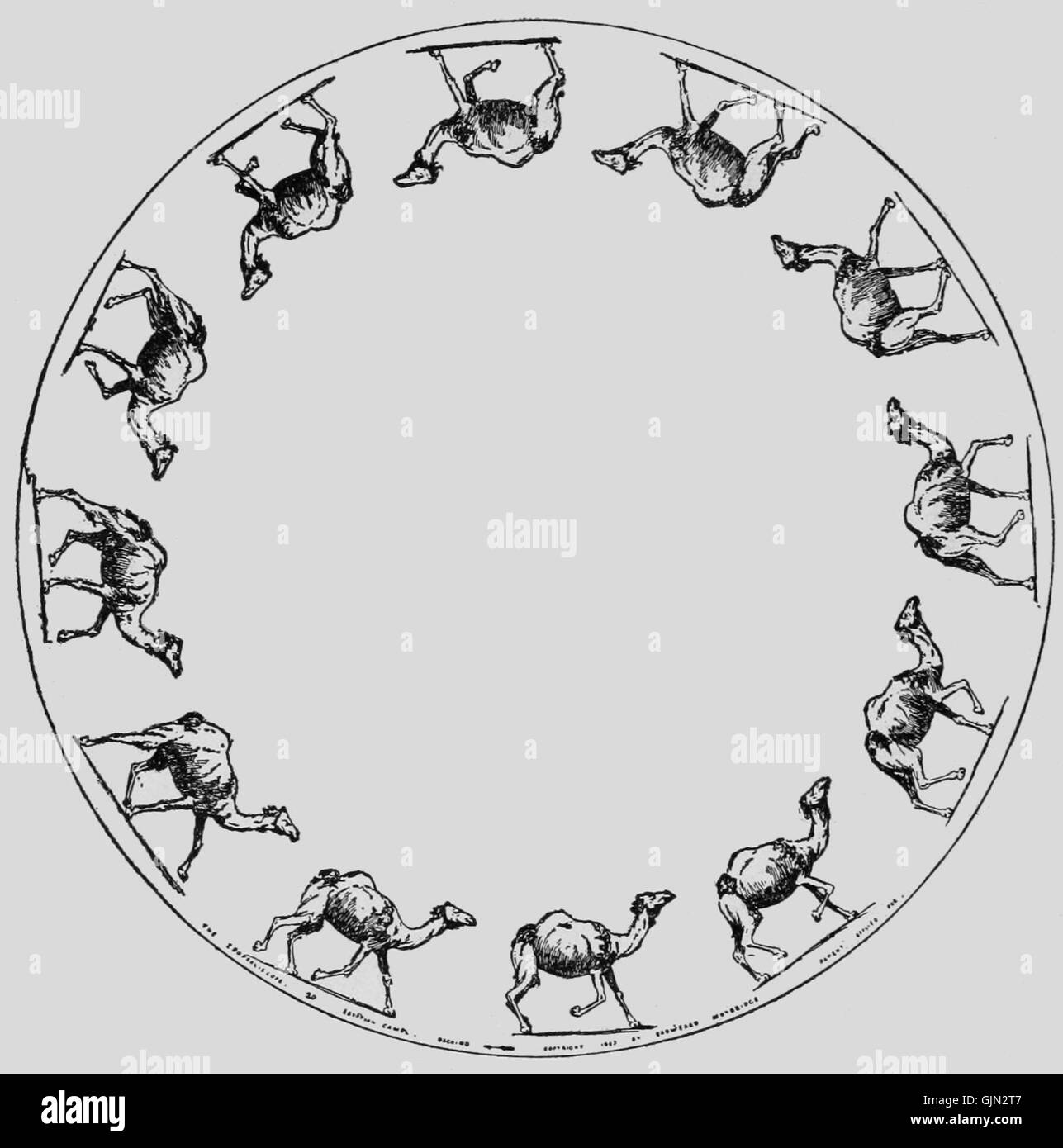 Un'illustrazione scientifica o un'animazione che raffigura il "Camel racking" di un cammello egiziano, che mostra le prime zoopraxografie, che studia il movimento attraverso la registrazione visiva. Foto Stock