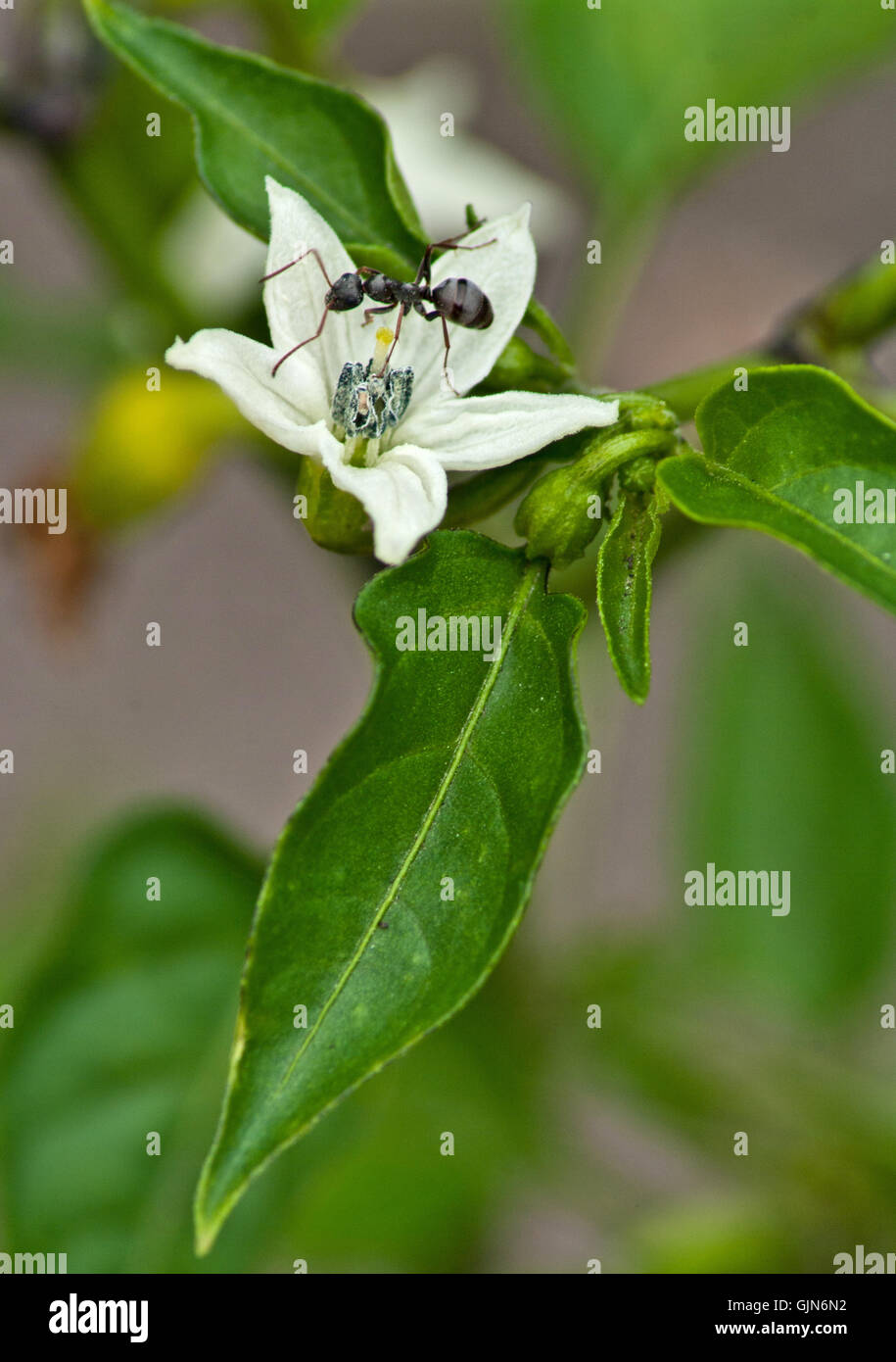 Pepper Plant con ant su fiore Foto Stock