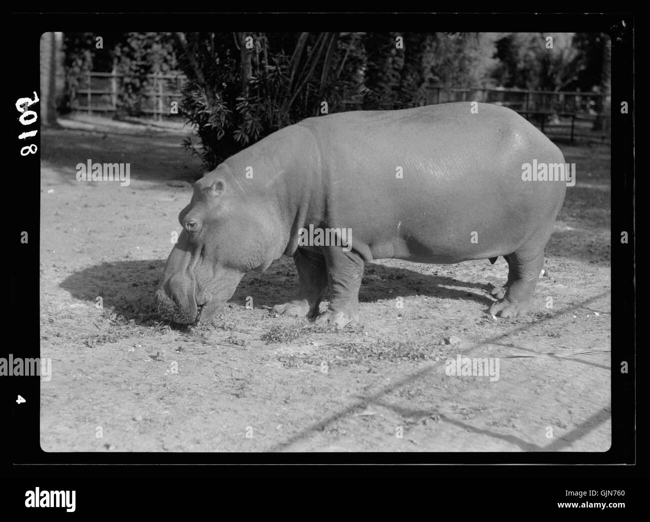 Una fotografia originale di un ippopotamo allo zoo di Khartoum in Sudan, che fornisce uno sguardo sulla conservazione della fauna selvatica e sulla cultura dello zoo del Sudan all'inizio del XX secolo. Foto Stock