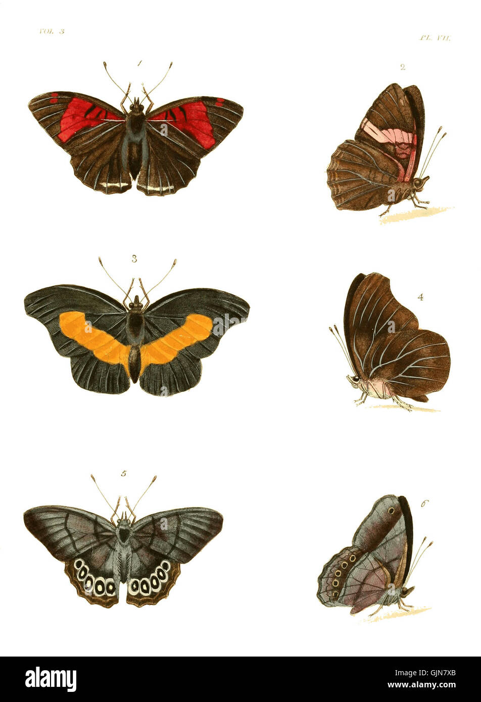 "Illustrations of Exotic Entomology" è una serie di opere che raffigurano varie specie di insetti esotici. Il volume III, la piastra 7 presenta illustrazioni dettagliate e accurate di insetti rari presenti nelle regioni tropicali. Foto Stock