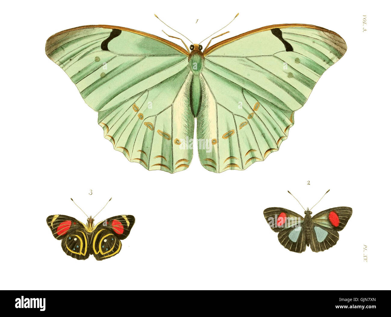 Lastra 152 da "Illustrations of Exotic Entomology III", raffigurante disegni dettagliati e scientificamente accurati di specie rare di insetti. Foto Stock