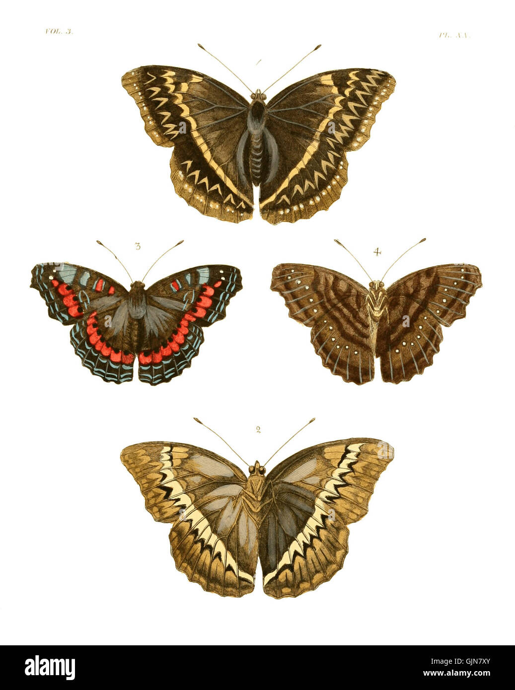 Volume III, piastra 204 di *illustrazioni di Entomologia esotica*, con illustrazioni dettagliate di insetti esotici. Questo piatto offre informazioni scientifiche sul mondo degli insetti, mostrando specie rare. Foto Stock