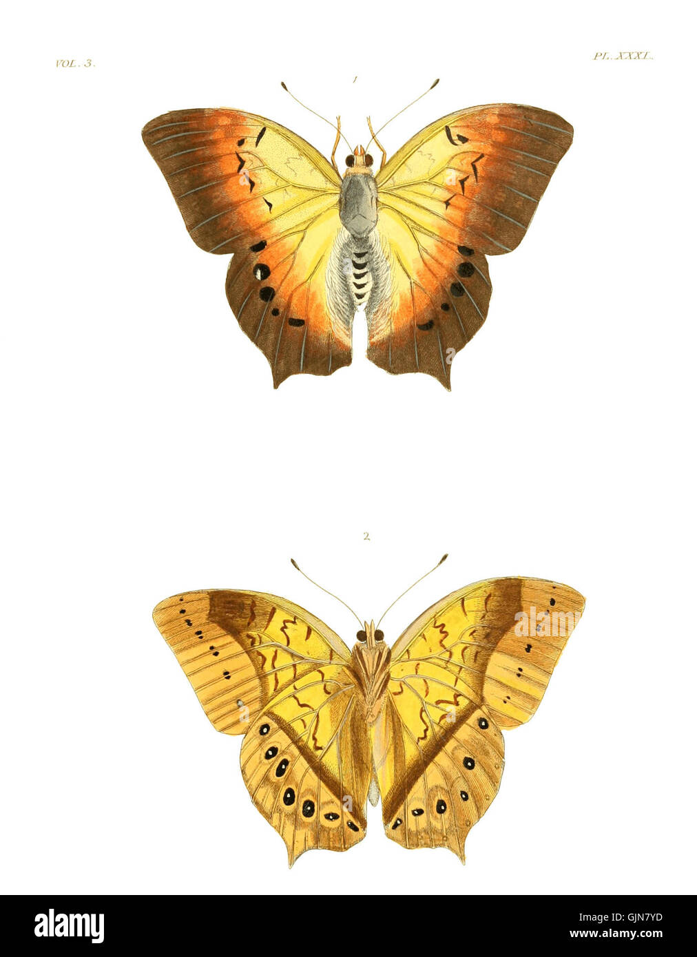 Illustrazione tratta da "Illustrations of Exotic Entomology volume III", piastra 31, raffigurante varie specie di insetti esotici. Foto Stock