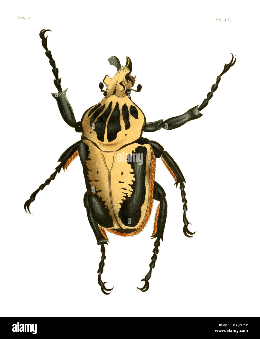 Questa illustrazione tratta da "Exotic Entomology III" (placca 4033) presenta raffigurazioni dettagliate di insetti provenienti da regioni lontane, contribuendo alla comprensione scientifica dell'entomologia durante il XIX secolo. Foto Stock