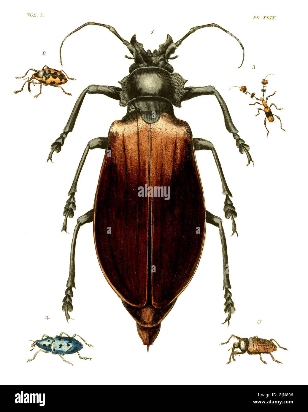 Un piatto di "Illustrations of Exotic Entomology" volume III, che mostra dettagliate e vibranti raffigurazioni di insetti esotici, contribuendo allo studio dell'entomologia e della biodiversità. Foto Stock