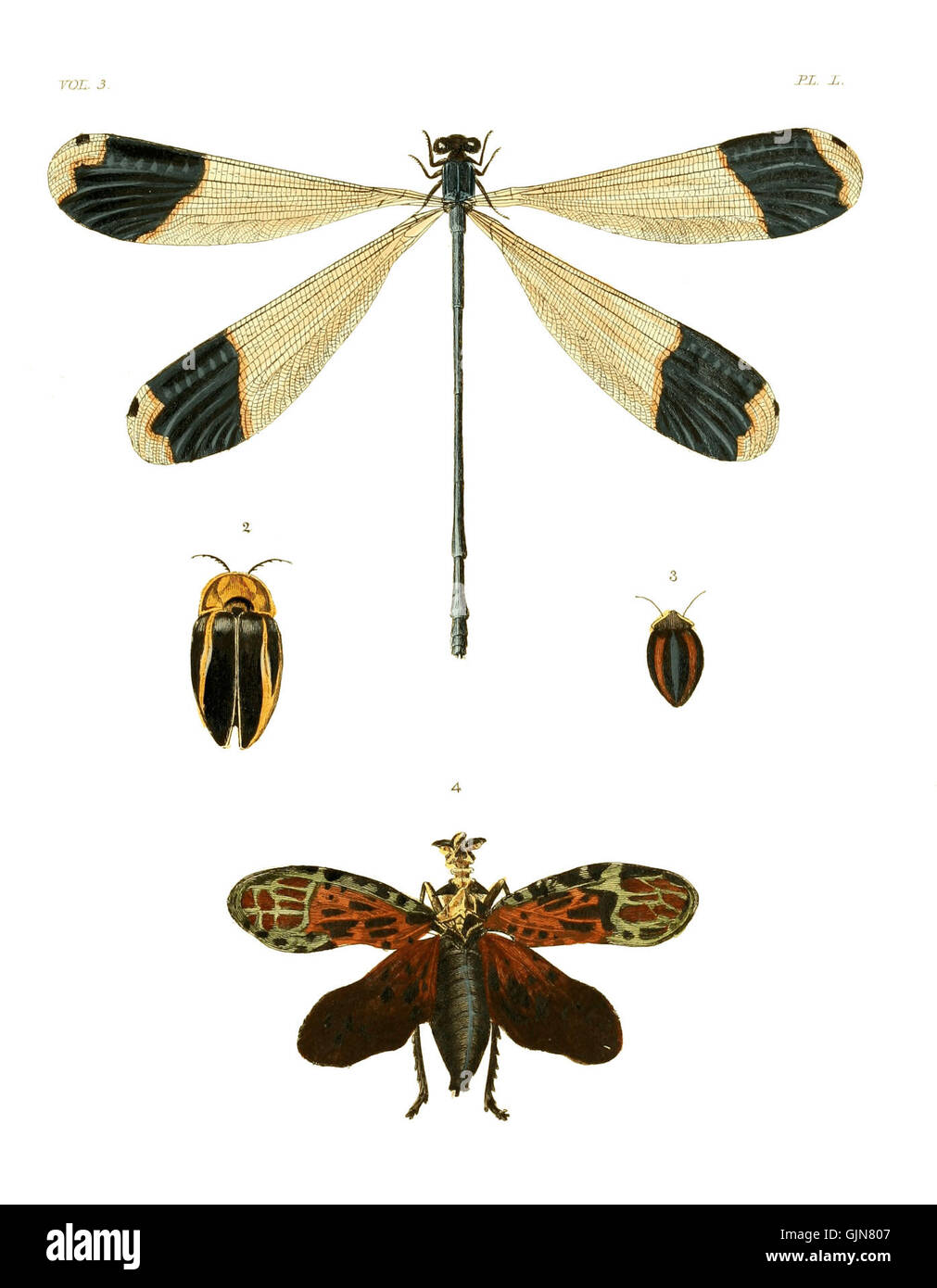 Un'illustrazione di *Exotic Entomology*, volume III, piastra 506, raffigurante vari insetti esotici. Questa serie mette in evidenza la biodiversità e la varietà di specie di insetti provenienti da diverse regioni. Foto Stock