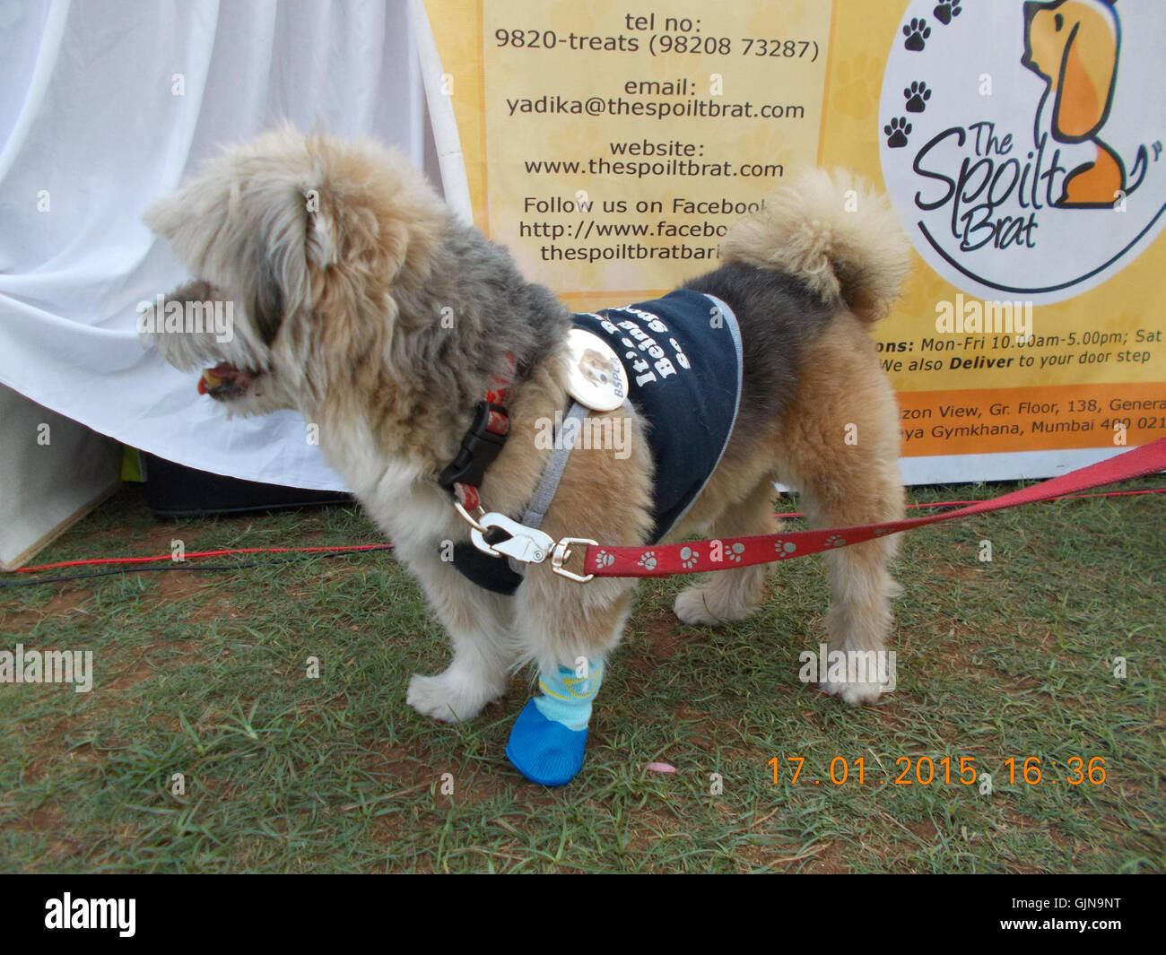 Il carnevale "Woofs and Hoofs" presso l'ippodromo di Mahalaxmi è un evento organizzato dalla SPCA, che prevede varie attività incentrate sul benessere degli animali. Si tratta di una celebrazione degli animali e della loro cura, che promuove la consapevolezza dei diritti e del benessere degli animali. Foto Stock