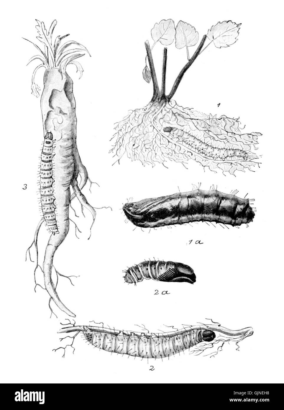 La placca 159 della serie "Moths of the British Isles" illustra varie specie di falene trovate nel Regno Unito. L'illustrazione enfatizza l'anatomia dettagliata e la varietà delle specie di falena, contribuendo alla ricerca entomologica e allo studio della fauna selvatica britannica. Foto Stock