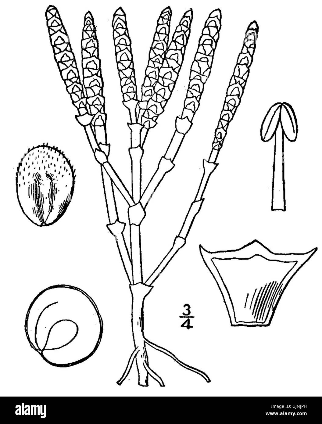 La Salicornia bigelovii, comunemente nota come salamoia di Bigelow o erba di vetro, è una pianta alofitica originaria delle regioni costiere. Prospera in ambienti salini e svolge un ruolo chiave negli ecosistemi costieri, stabilizzando il suolo e fornendo habitat per la fauna selvatica. Foto Stock