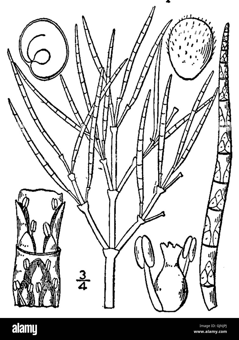 La Salicornia maritima, nota anche come zaffiro paludoso, è una pianta succulenta originaria delle regioni costiere. Prospera in ambienti salini ed è apprezzata sia come fonte alimentare che per il suo ruolo ecologico negli ecosistemi costieri. Foto Stock