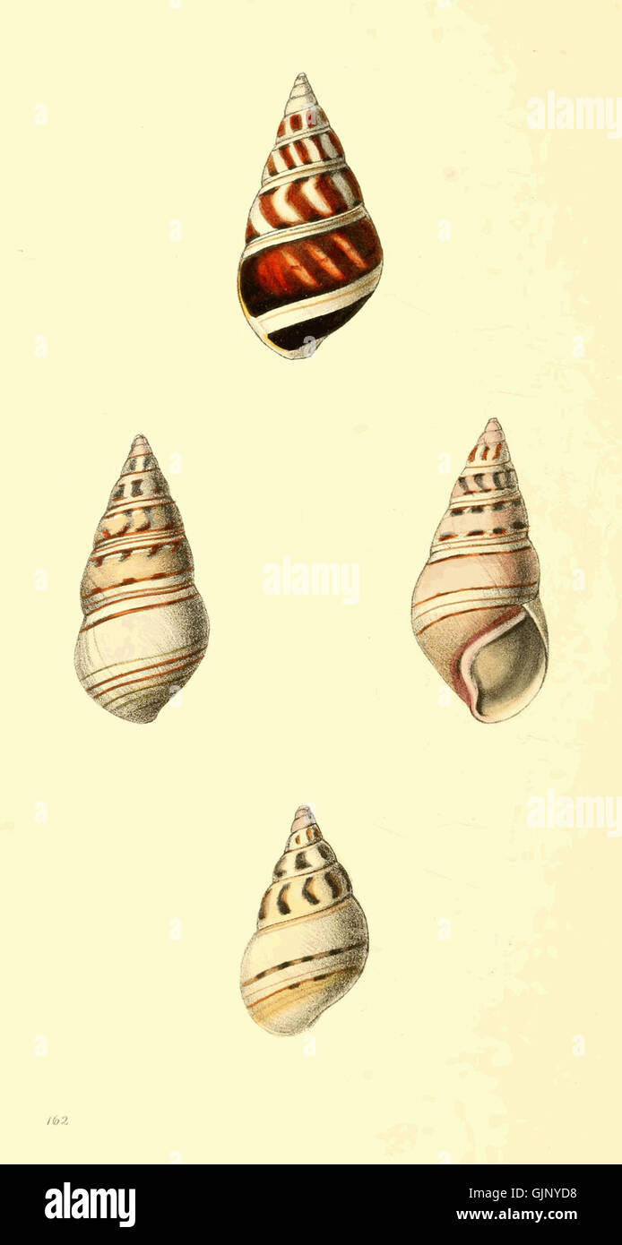 La lastra 16 del volume III di illustrazioni zoologiche presenta illustrazioni dettagliate di varie specie, incentrate sull'anatomia animale e sulle caratteristiche naturali. Questa piastra fa parte di un lavoro completo che documenta i campioni zoologici. Foto Stock