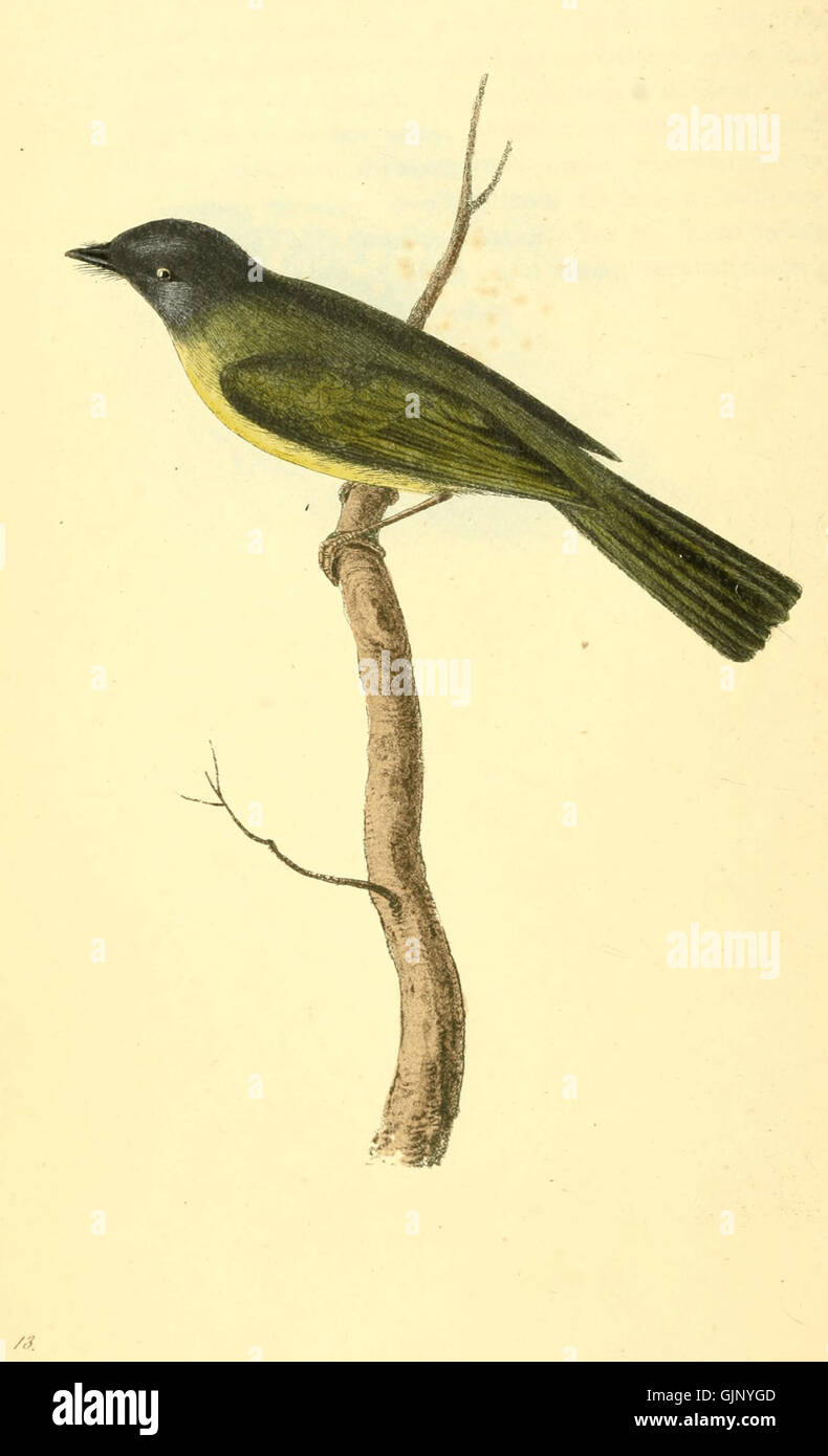 Questo è il primo piatto del volume i "Zoological Illustrations", che mostra un'illustrazione dettagliata delle specie animali. Rappresenta le prime opere nel campo dell'illustrazione zoologica e della classificazione biologica. Foto Stock