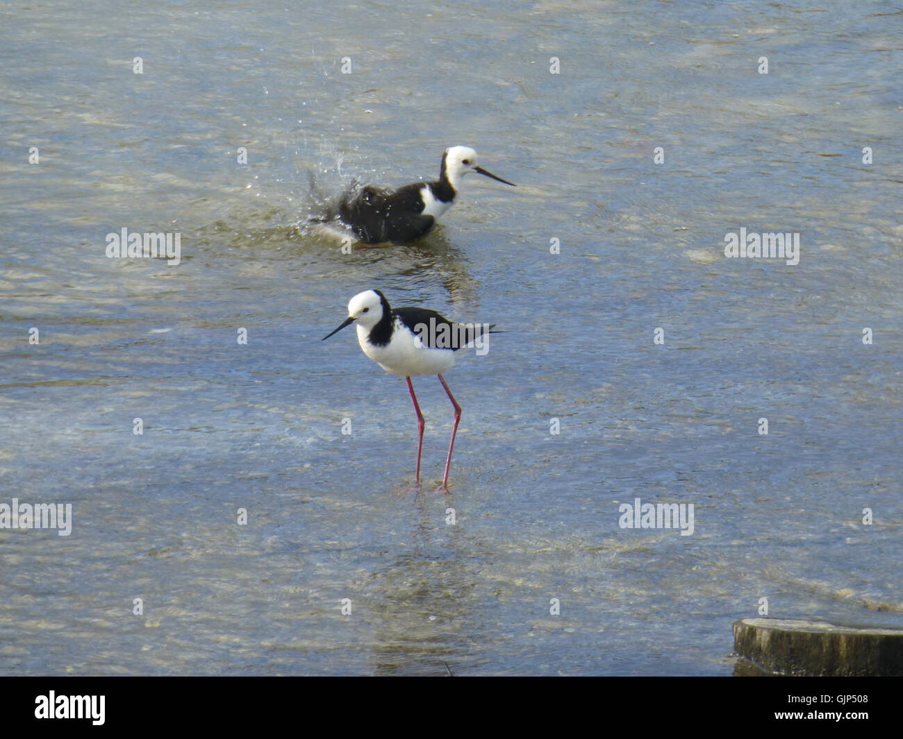 Il Pied Stilt (Himantopus leucocephalus), originario della nuova Zelanda, è raffigurato in questa immagine, mostrando il suo distintivo piumaggio bianco e nero e le lunghe e sottili gambe. Nota per la sua agilità nelle acque poco profonde, questa specie è una parte importante dell'ecosistema della nuova Zelanda. Foto Stock