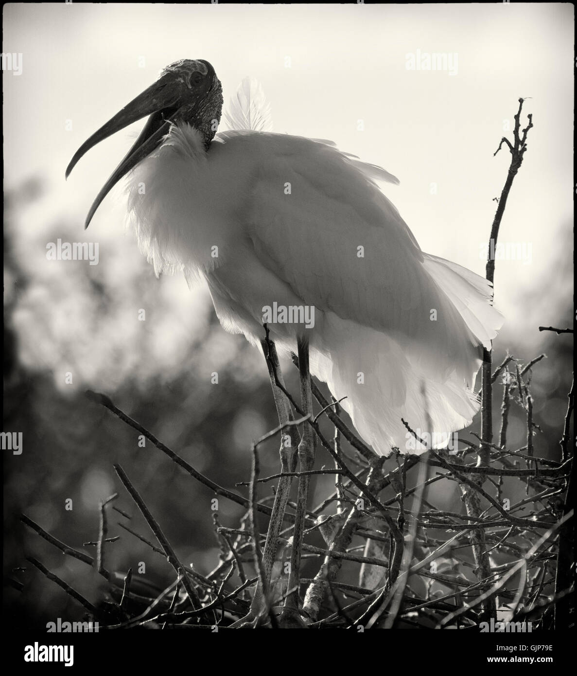 Un adulto legno stork scoping fuori lo stagno melo isola per un nido dolcemente retroilluminati da il sole del mattino. Foto Stock