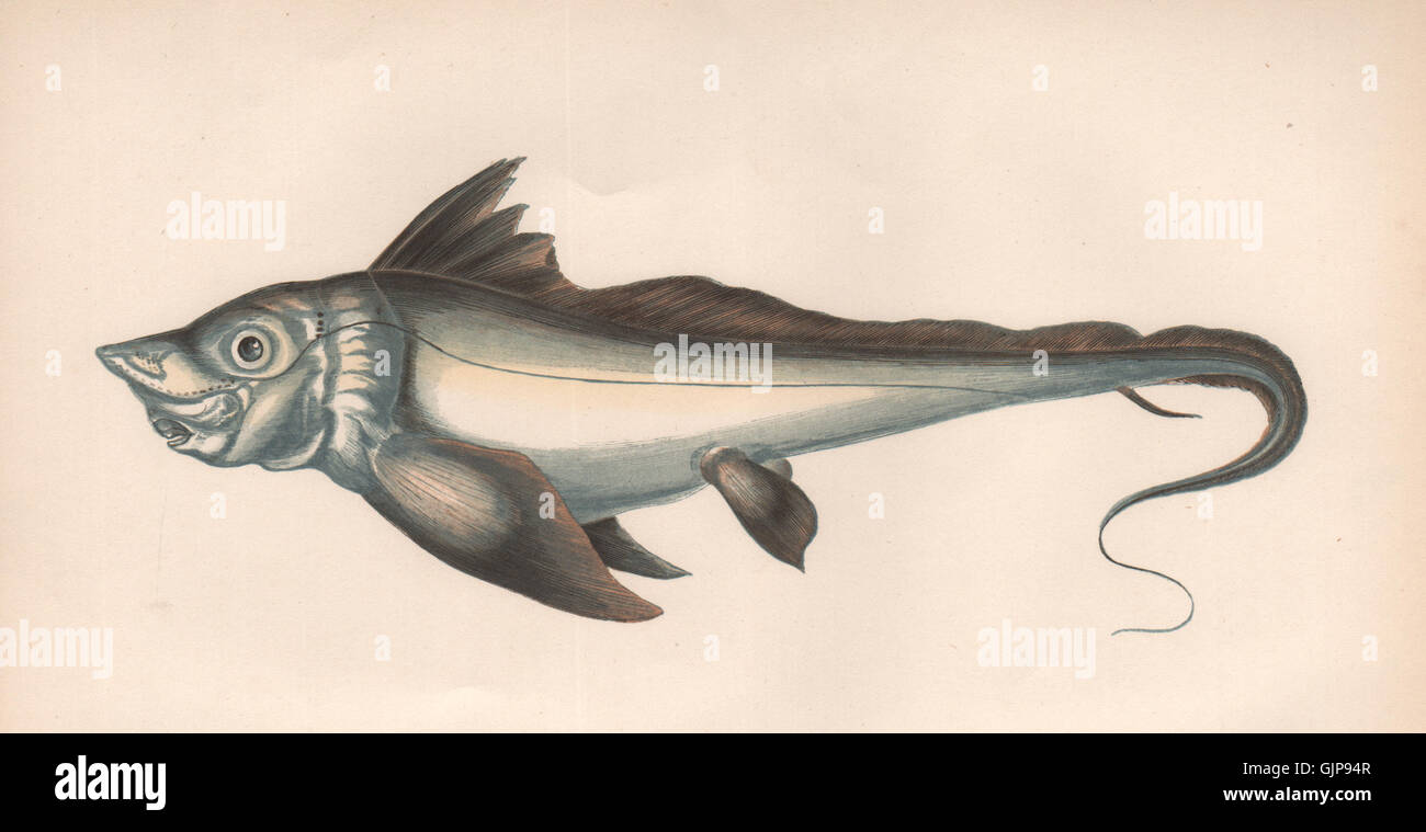 Pesce del giorno datazione