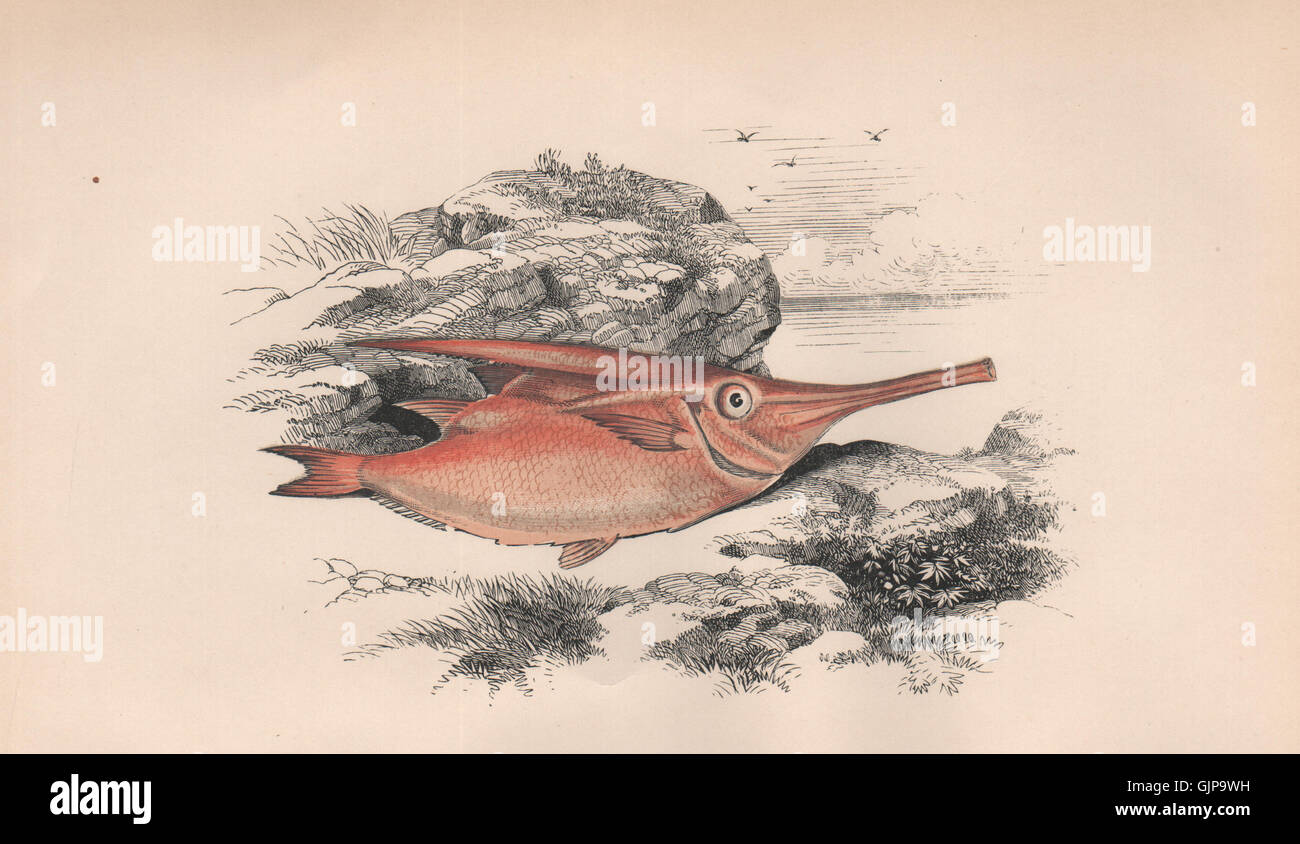 SNIPEFISH LONGSPINE. Macroramphosus scolopax, bellowfish/trumpetfish. Il lettino 1862 Foto Stock