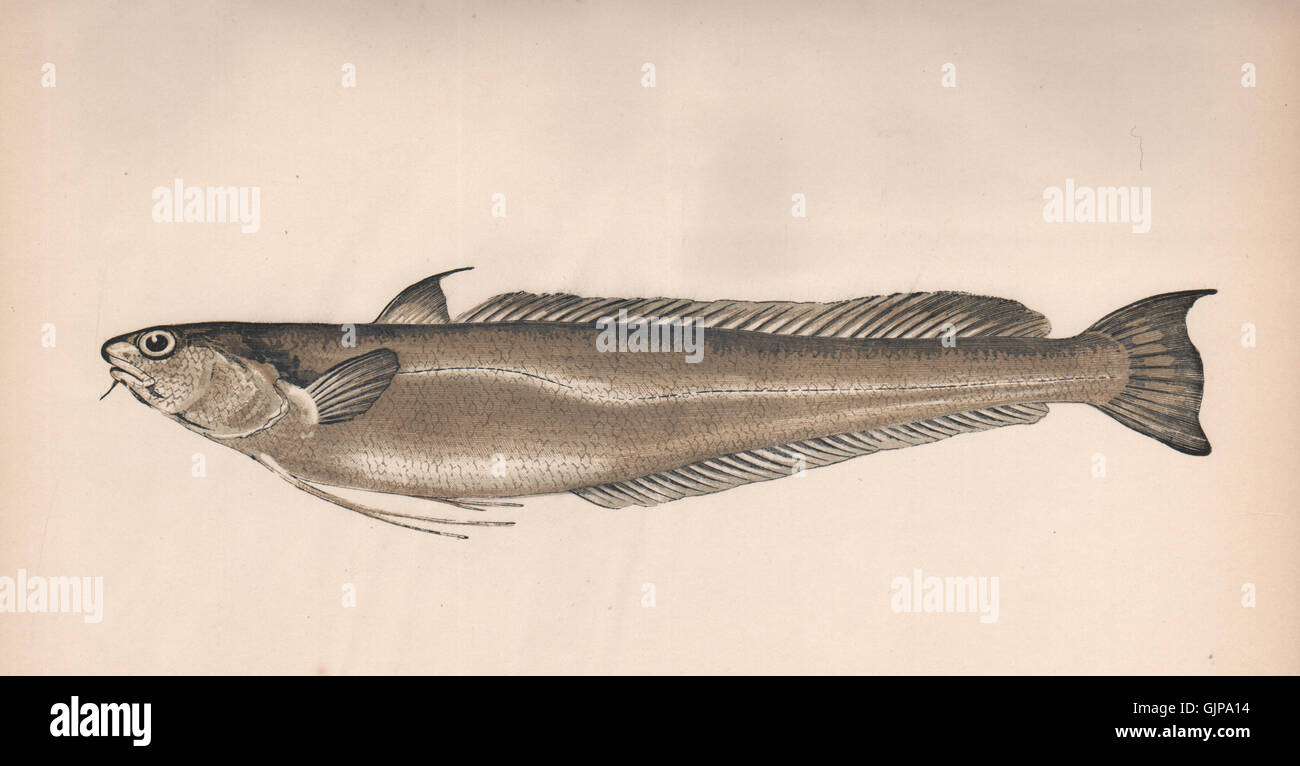 Musdea bianca. Phycis blennoides, minore di nasello. Lettino, antica stampa 1862 Foto Stock