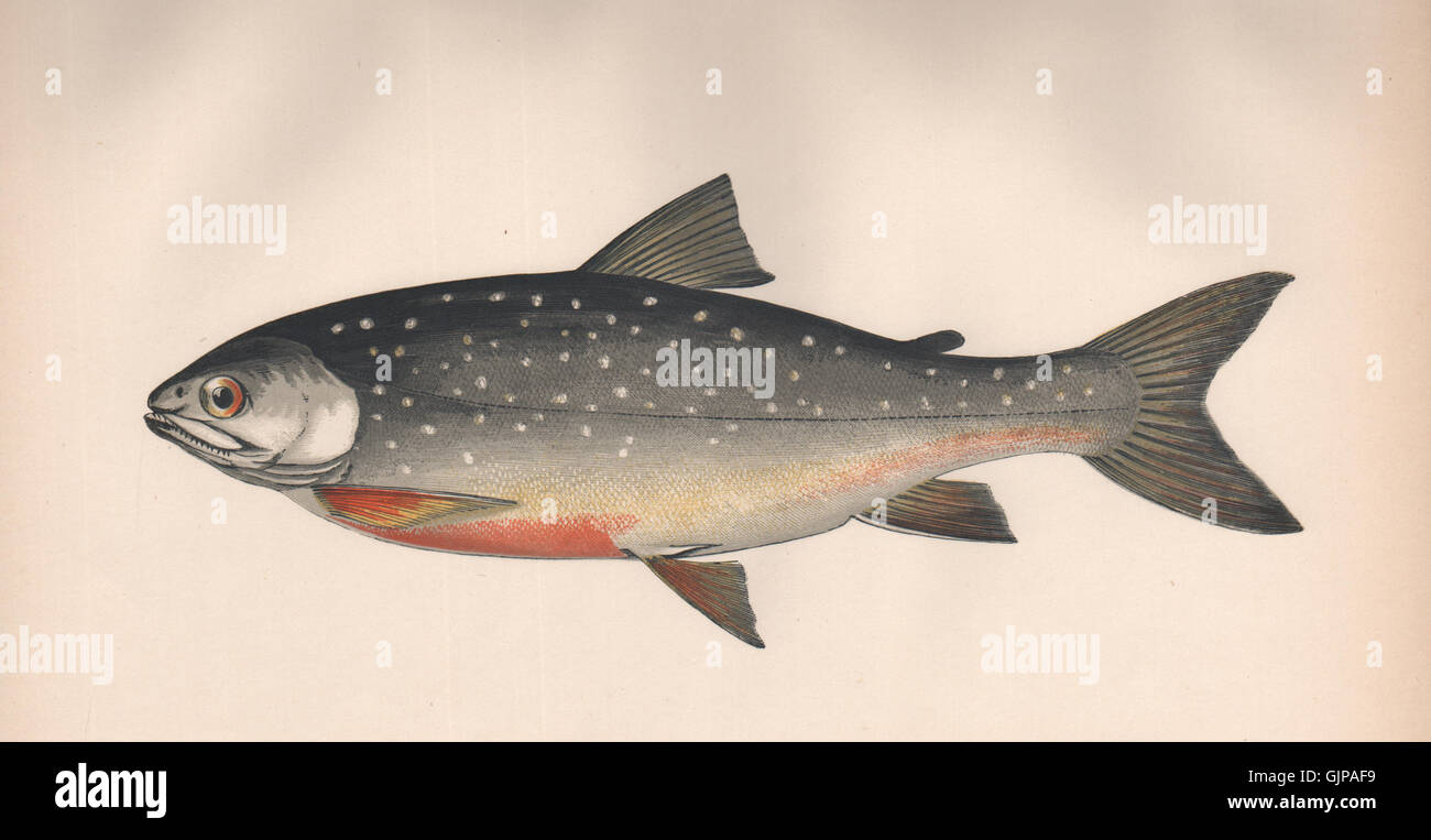 ARCTIC CHARR. Salvelinus alpinus alpinus, Torgoch, Baia di Hudson Salmone. Il lettino 1862 Foto Stock