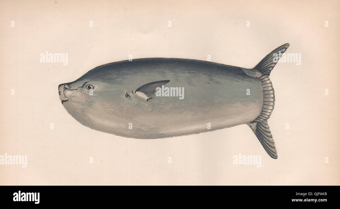 Più SUNFISH. Orthagoriscus oblongus/truncatus, cefalo. Il lettino, stampa 1862 Foto Stock