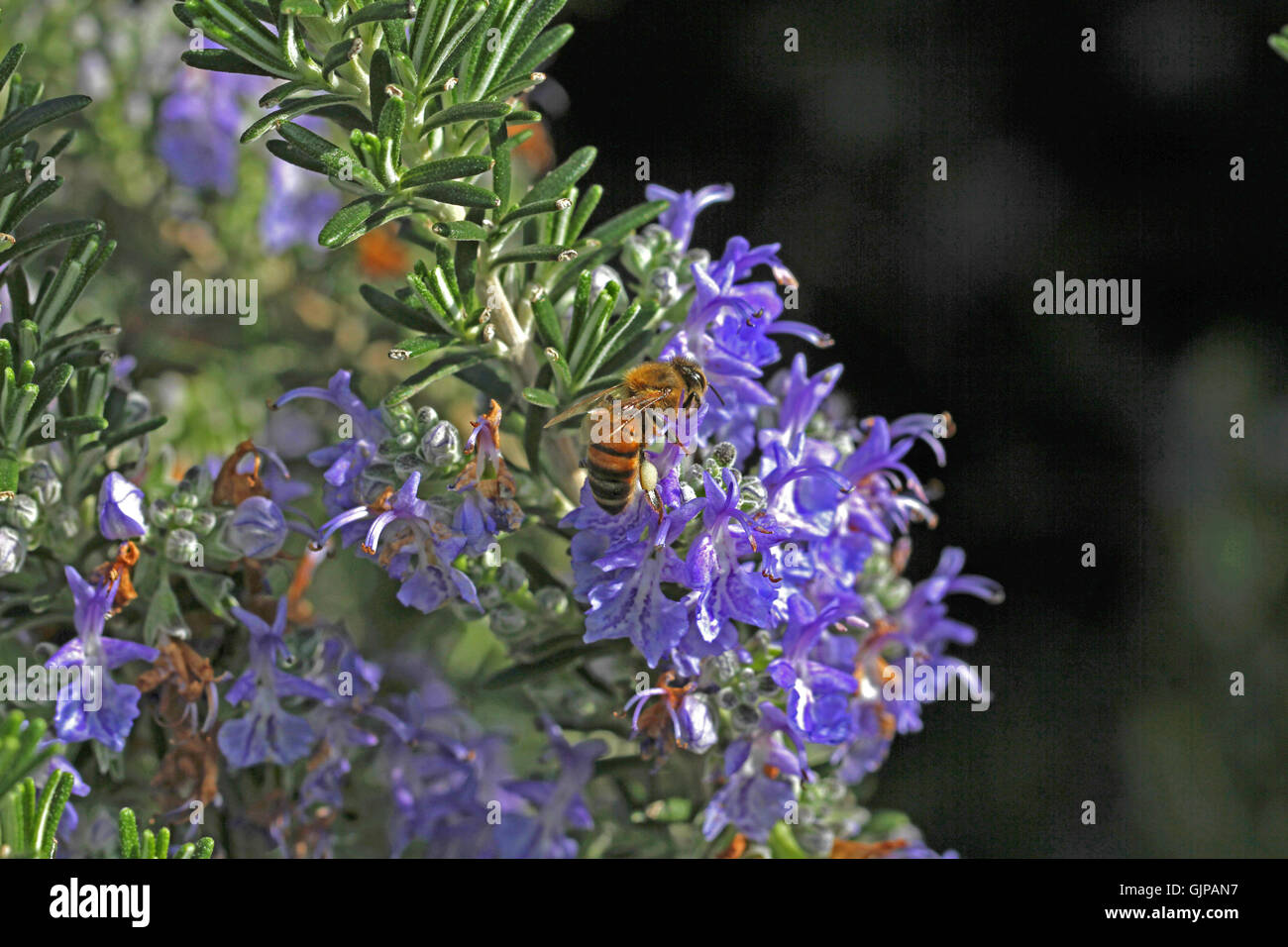 Il miele delle api per raccogliere il polline su prostrato rosmarino bush apis mellifera rosmarinus che mostra chiaramente il polline bianco sac da Ruth Swan Foto Stock