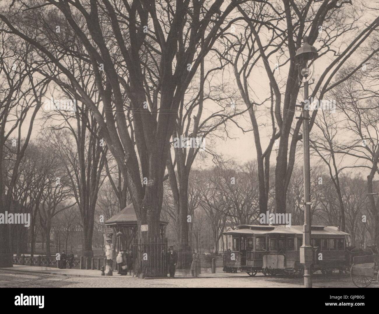 Il vecchio olmo sul verde, New Haven, Connecticut. Albertype, stampa 1893 Foto Stock