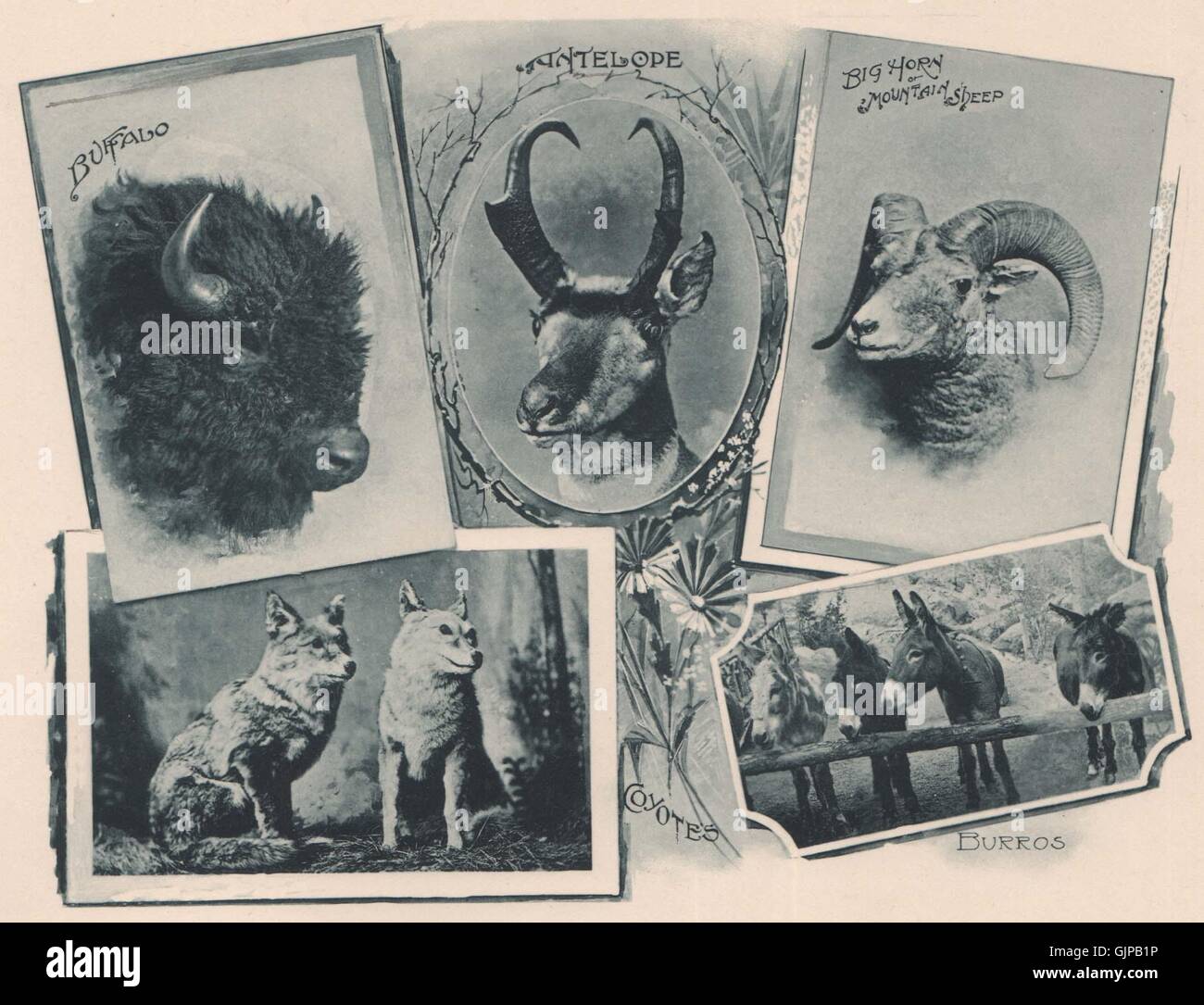 Gli animali del Rocky Mountain. Stampa Albertype, antica stampa 1893 Foto Stock