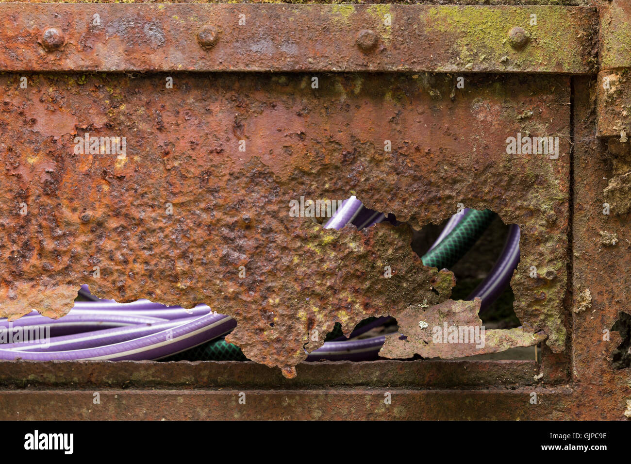 Primo piano di un arrugginito, rotto porta giardino con vista su un viola e verde di un tubo flessibile di acqua attraverso gli spazi vuoti Foto Stock
