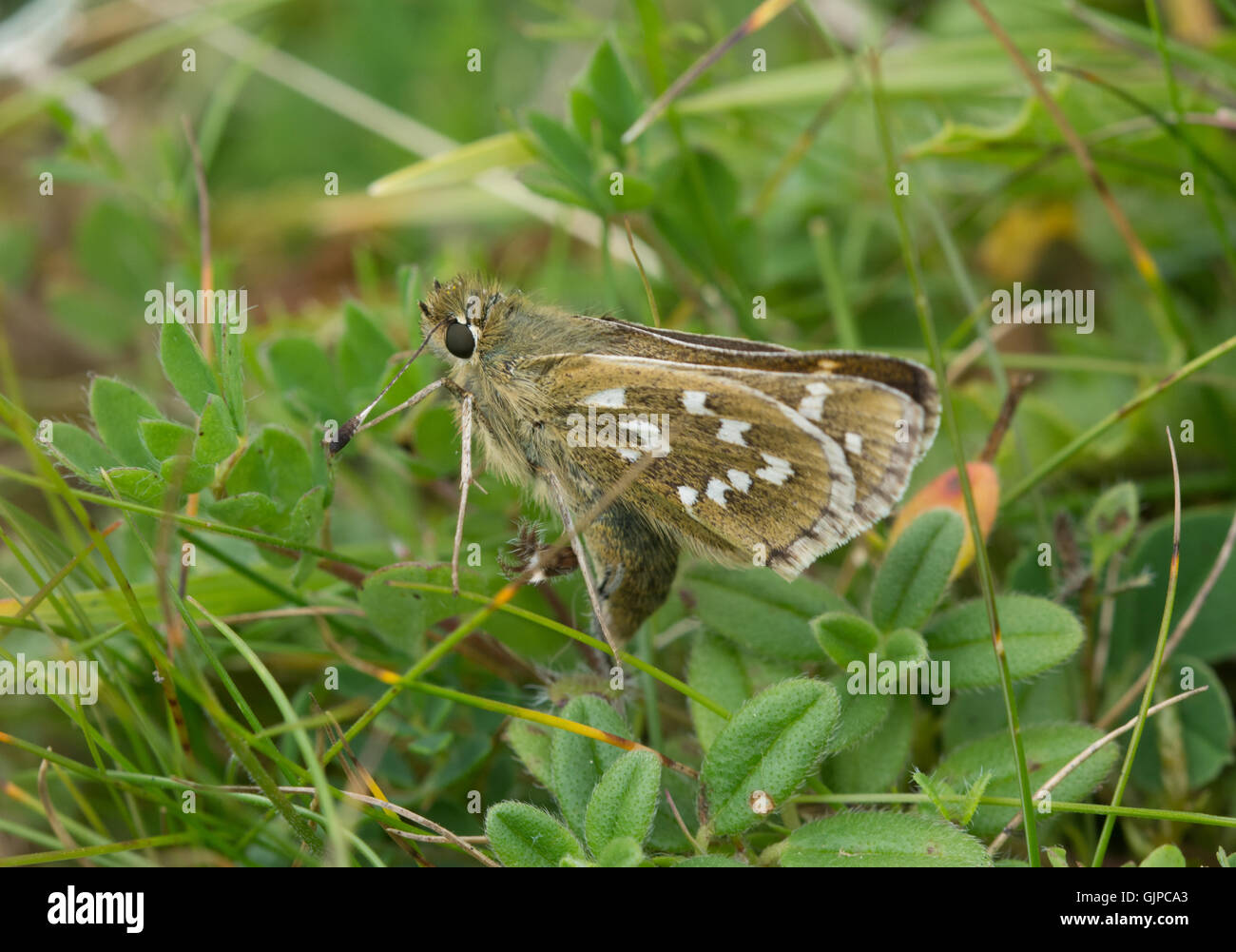 Argento-spotted skipper butterfly (Hesperia virgola) ovipositing, REGNO UNITO Foto Stock